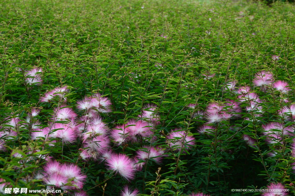 榕花