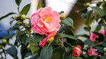 茶花