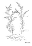 矢量花