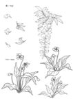 矢量花