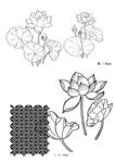 莲花