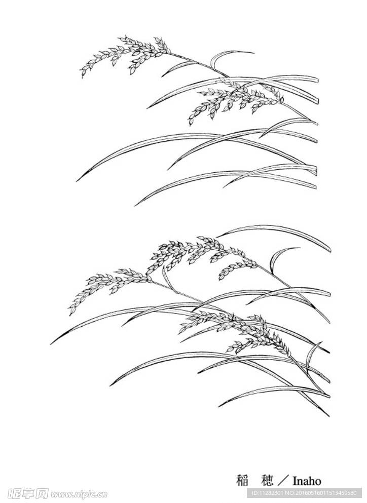 稻穗