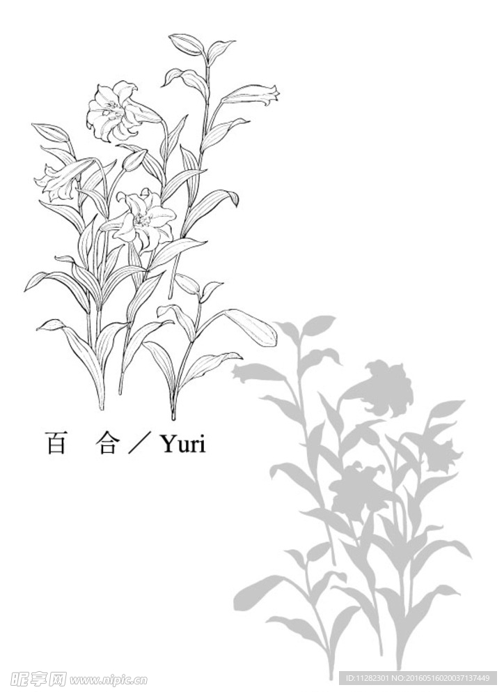 百合