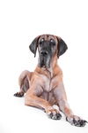 大丹犬