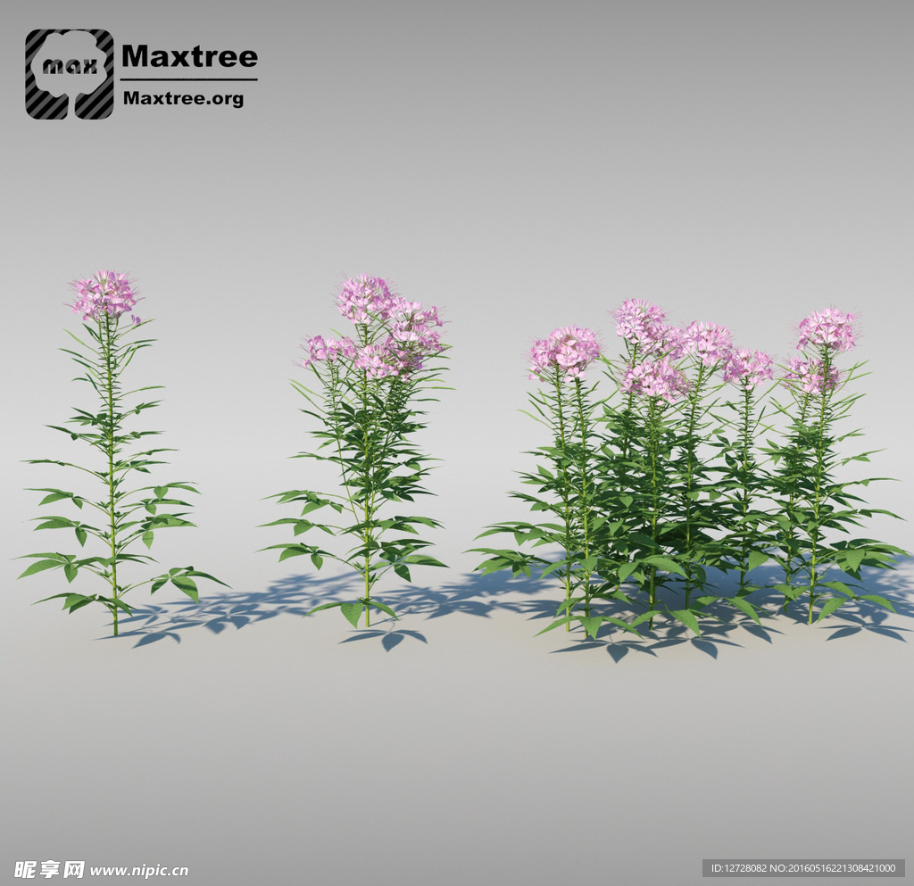 花模型