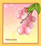 精美花纹底纹