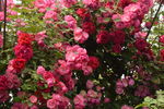 月季花