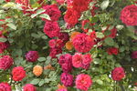 月季花