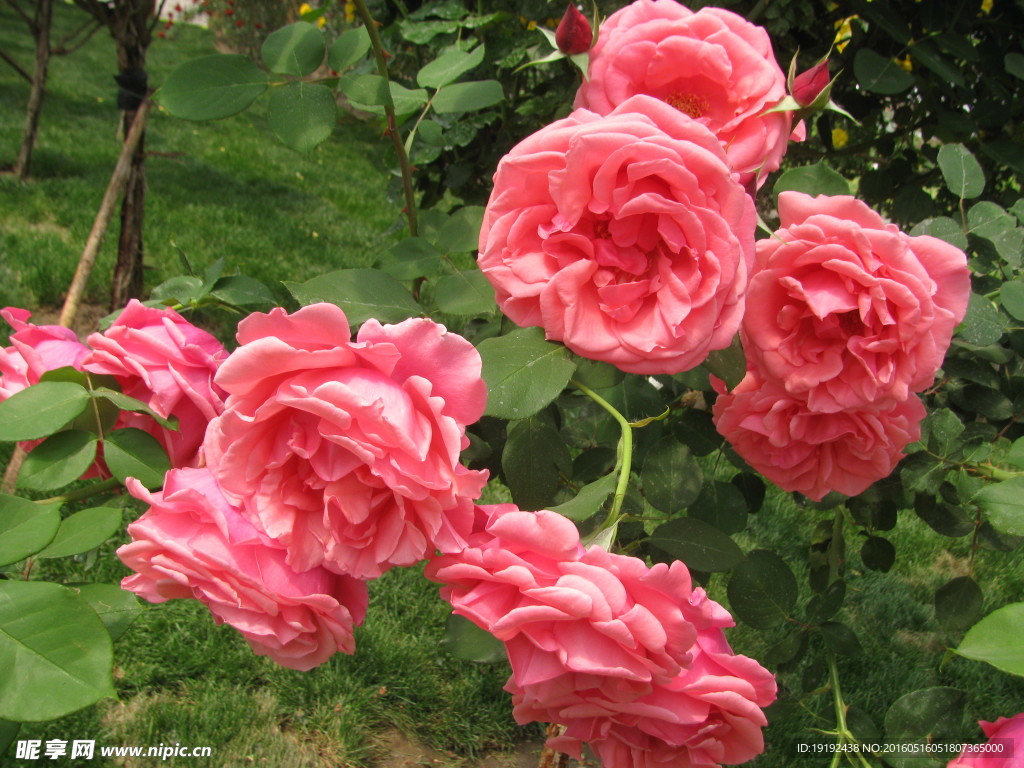 月季花