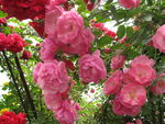 月季花