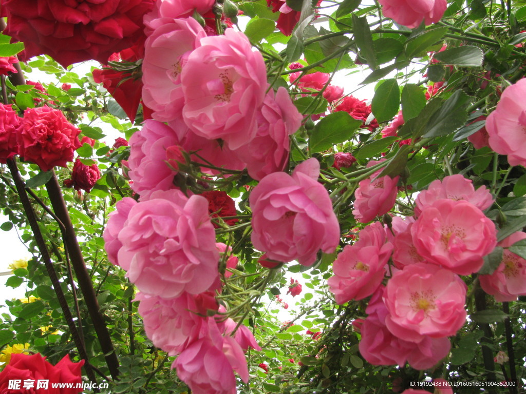 月季花