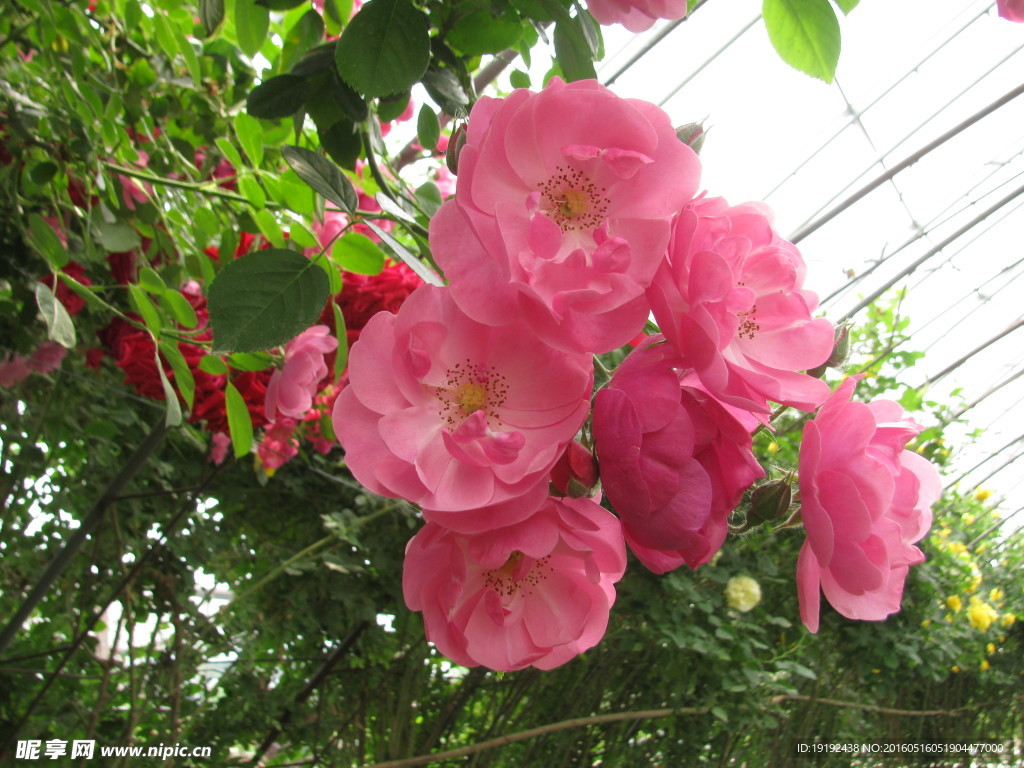 月季花
