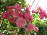 月季花