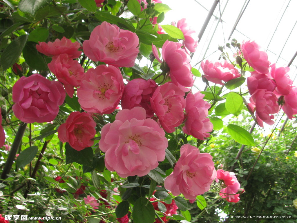 月季花