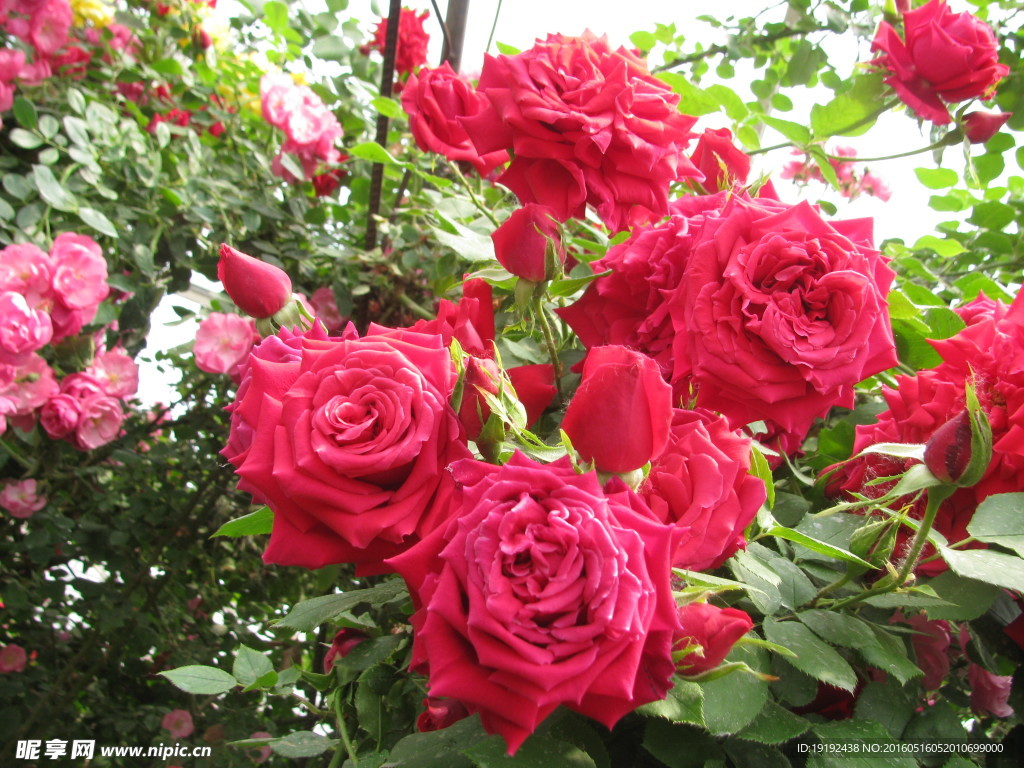 月季花