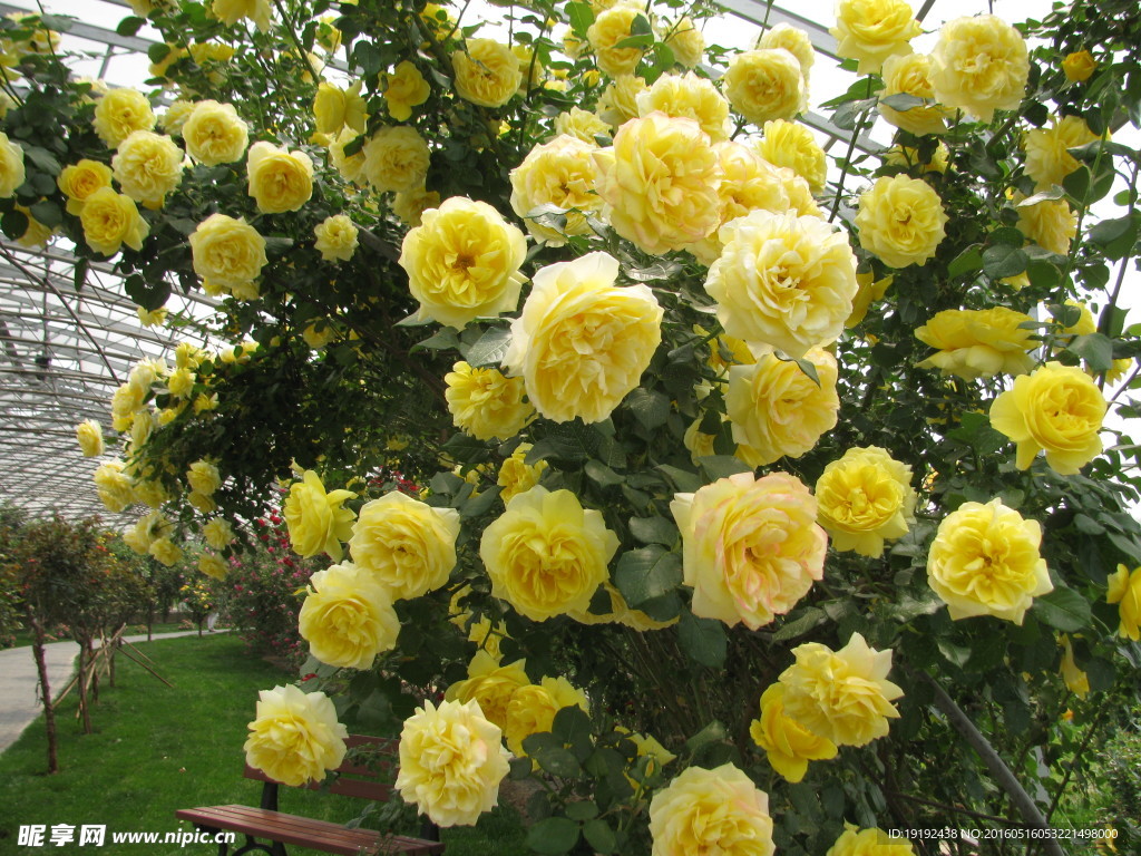 月季花