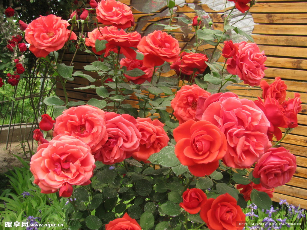 月季花