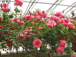 月季花