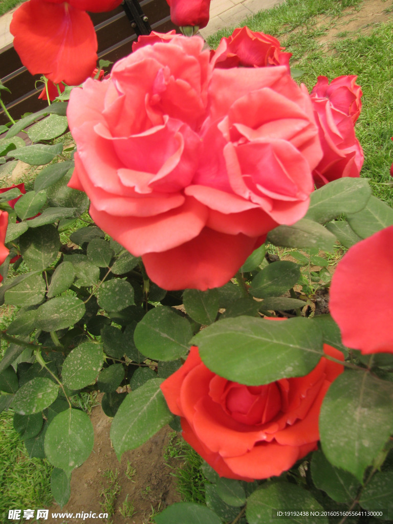 月季花