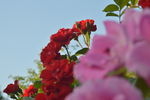月季花