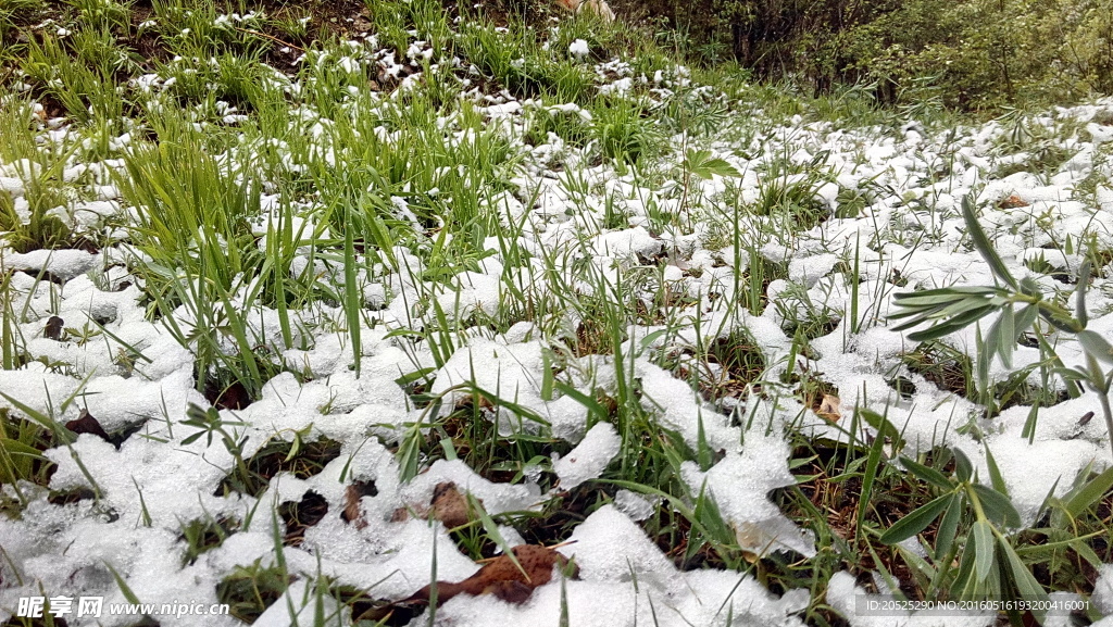 青草中带雪