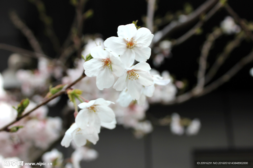 樱花