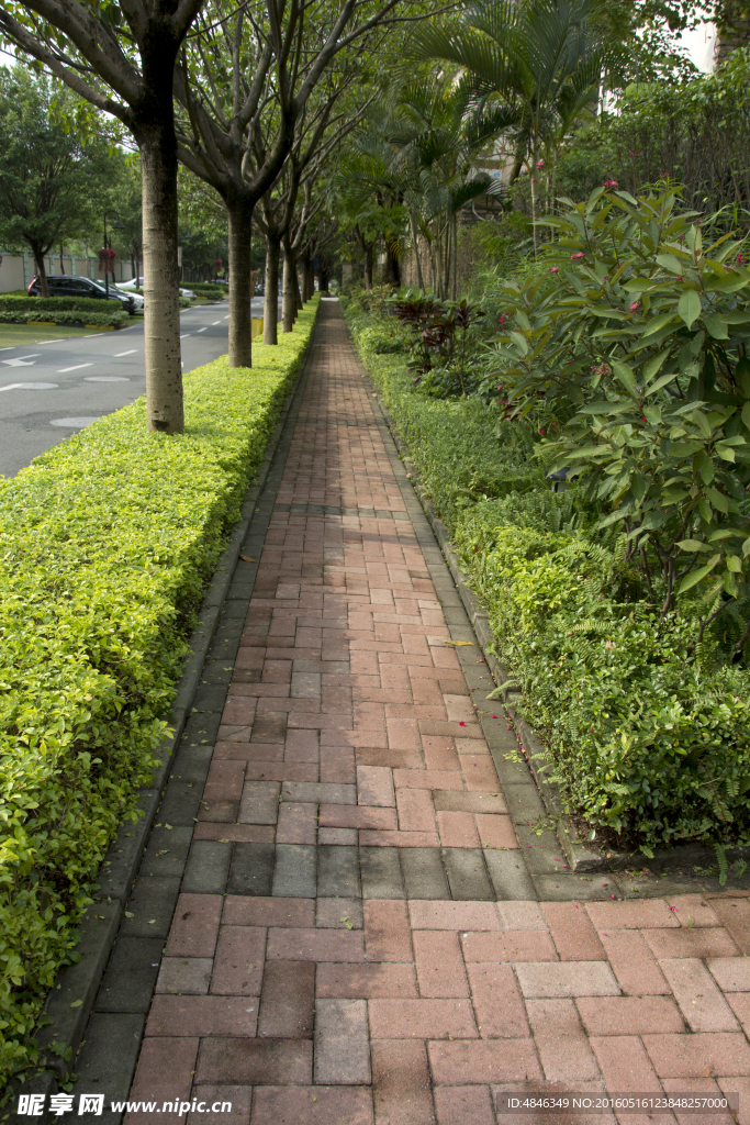 花草小路