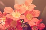 花朵鲜花