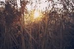 苦草丛阳光
