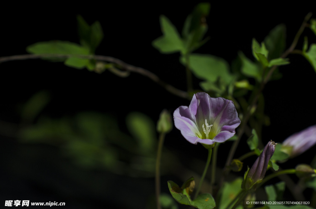 牵牛花