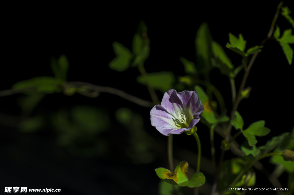 牵牛花