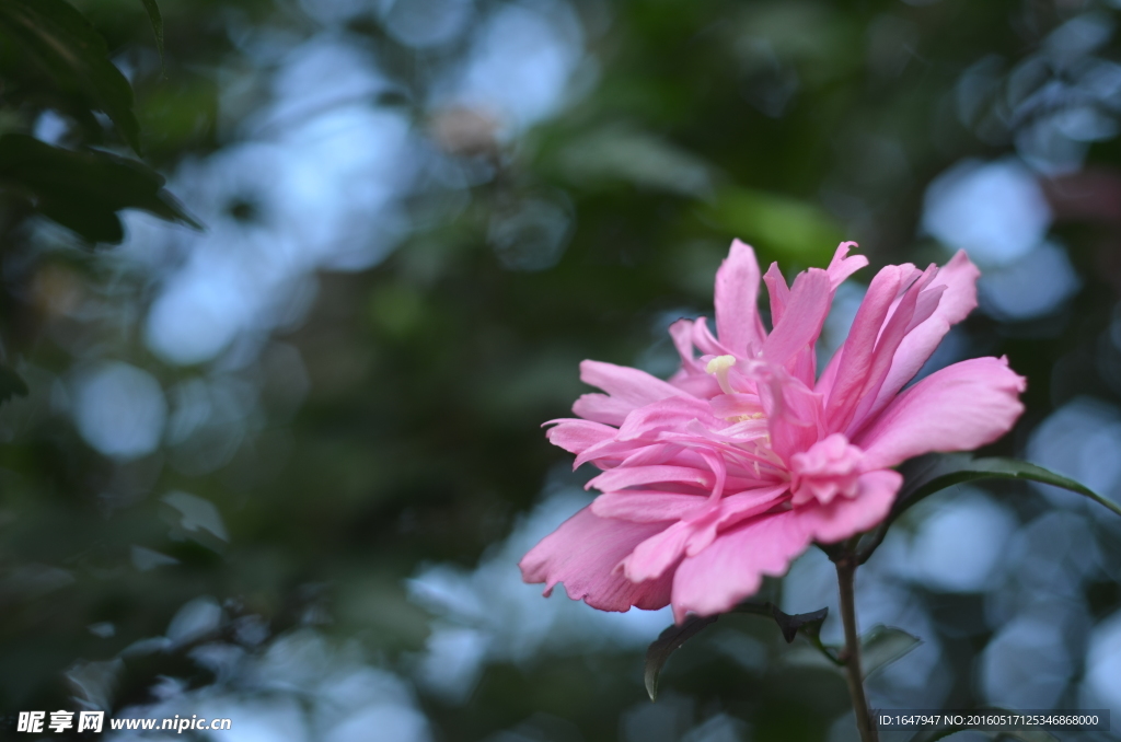 木槿花开