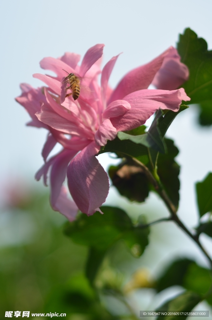 木槿花与小蜜蜂