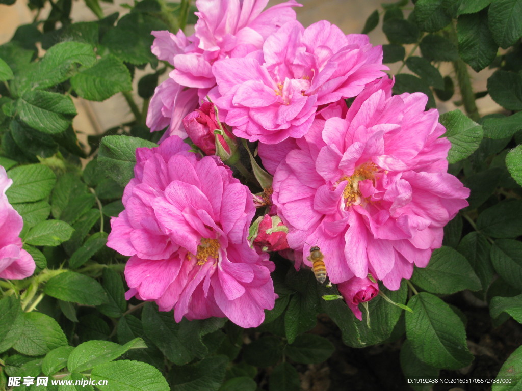 月季花