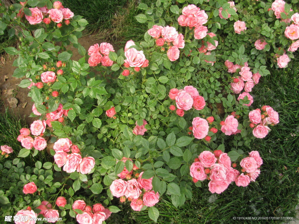 月季花