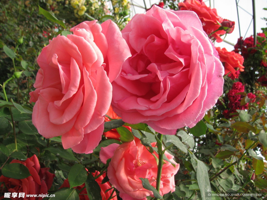 月季花