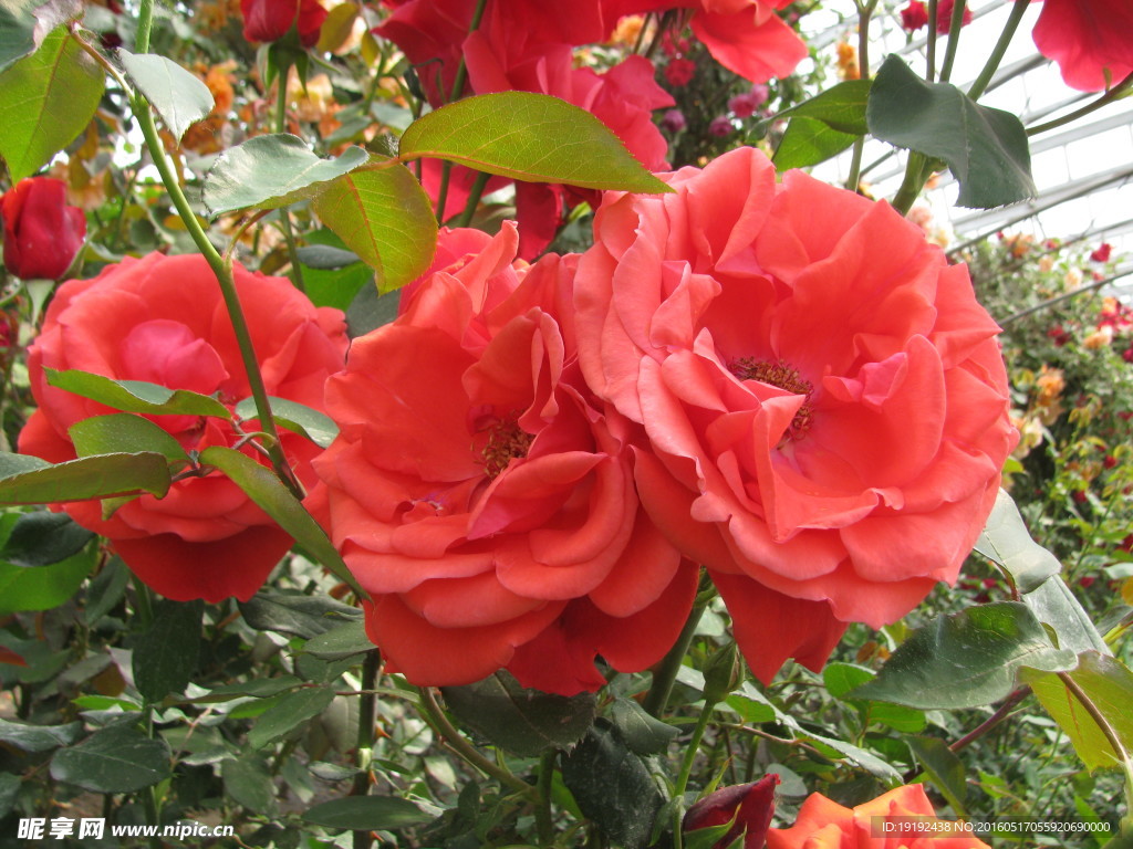 月季花