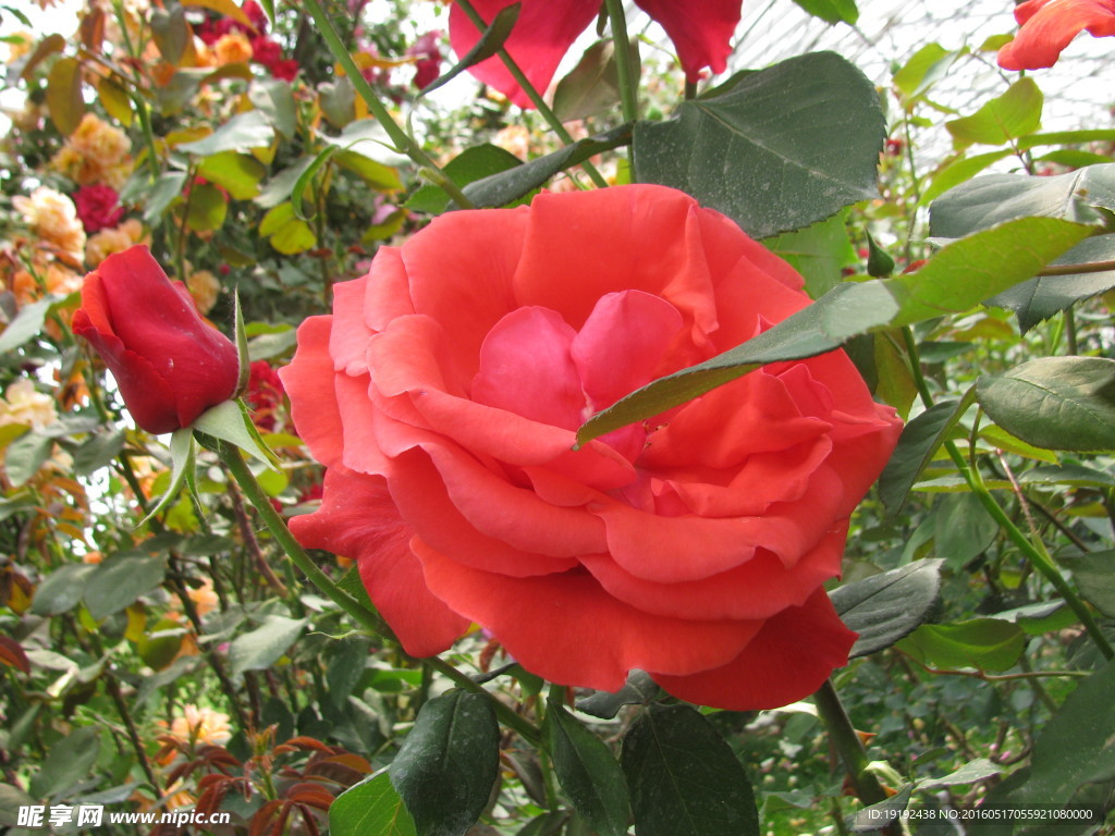 月季花