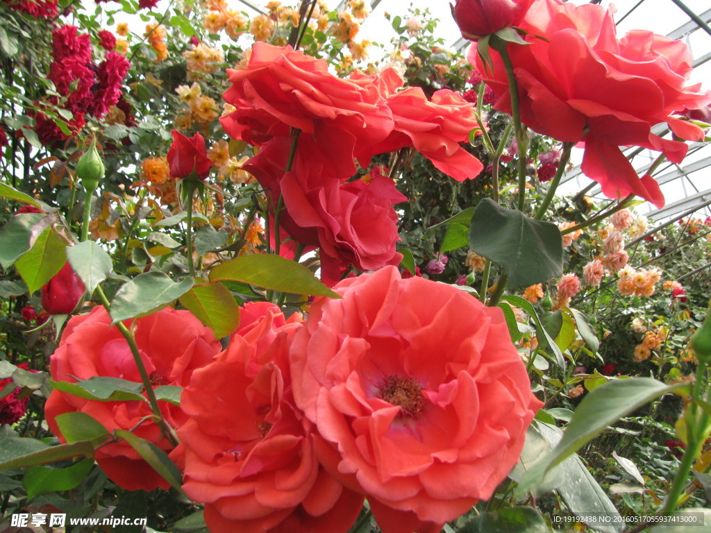 月季花