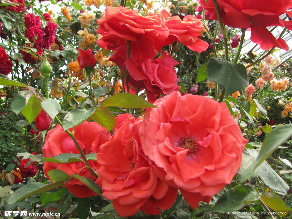 月季花
