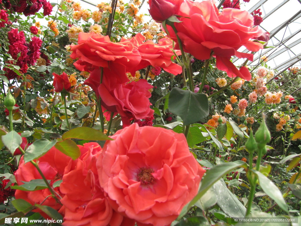 月季花