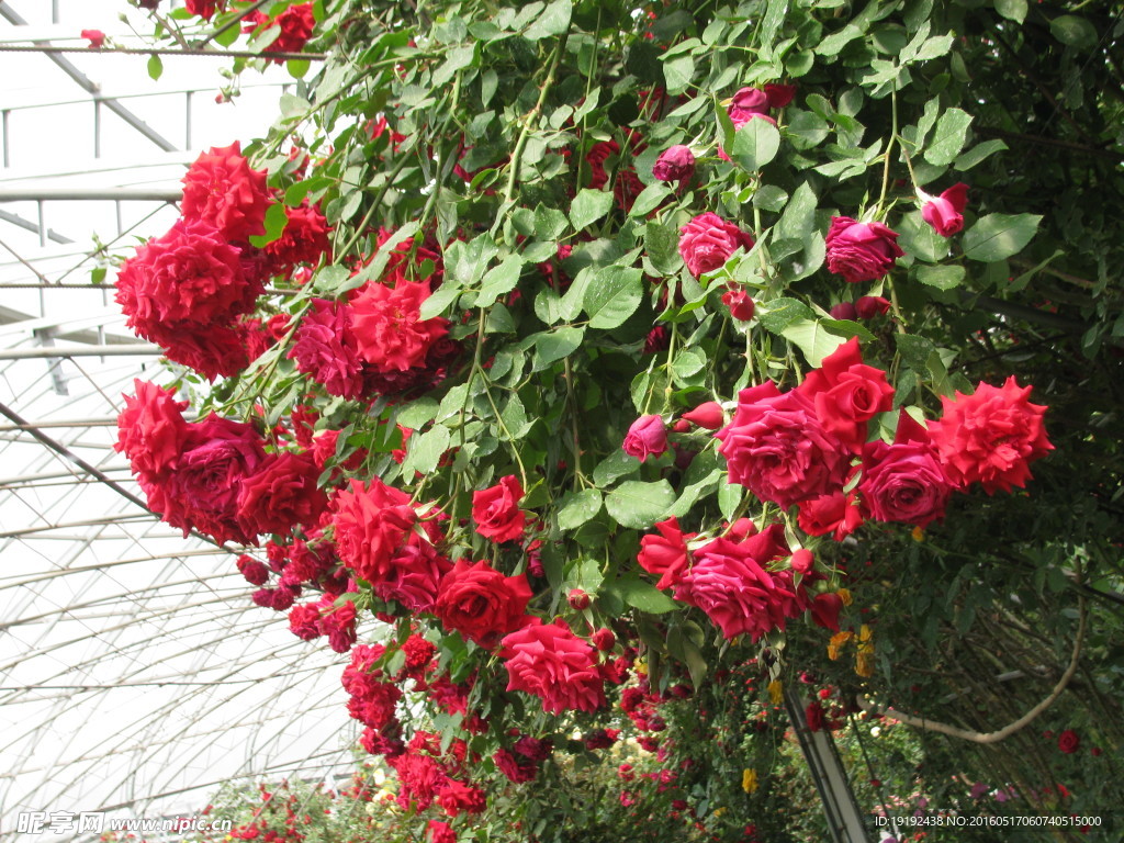 月季花