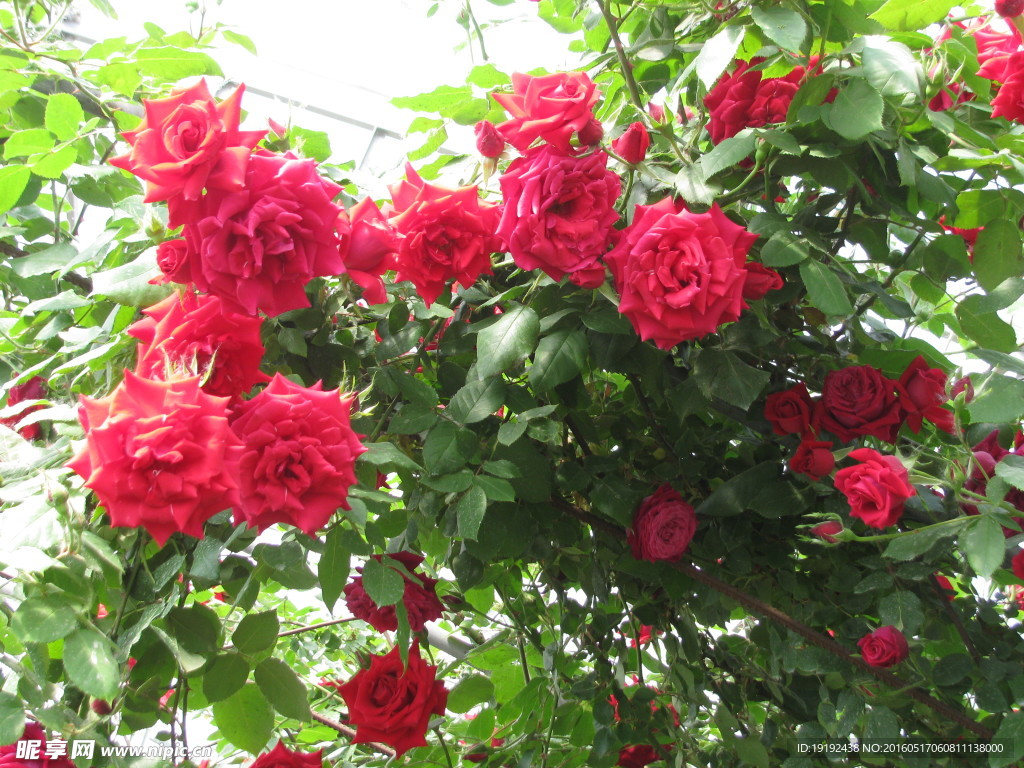 月季花