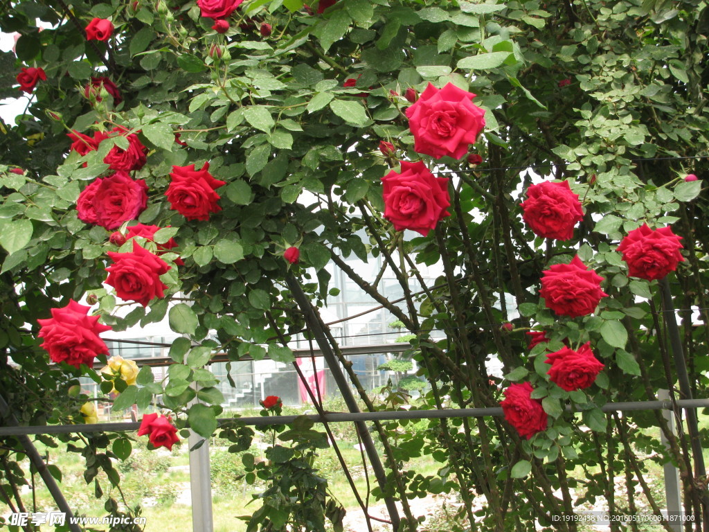 月季花