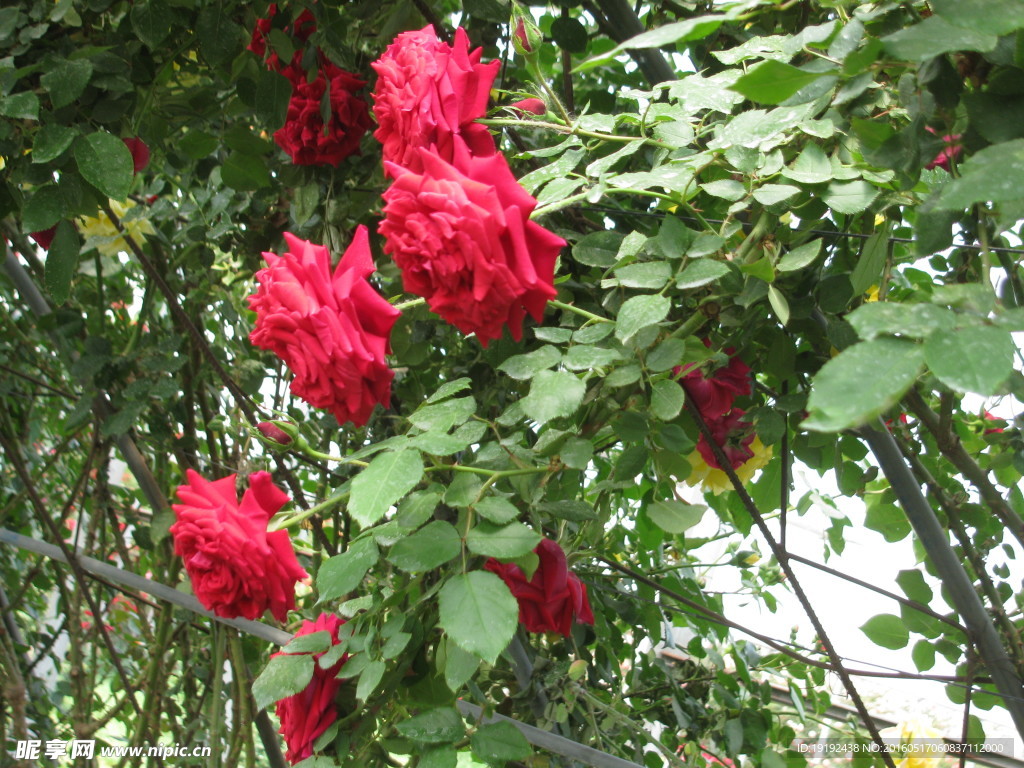月季花