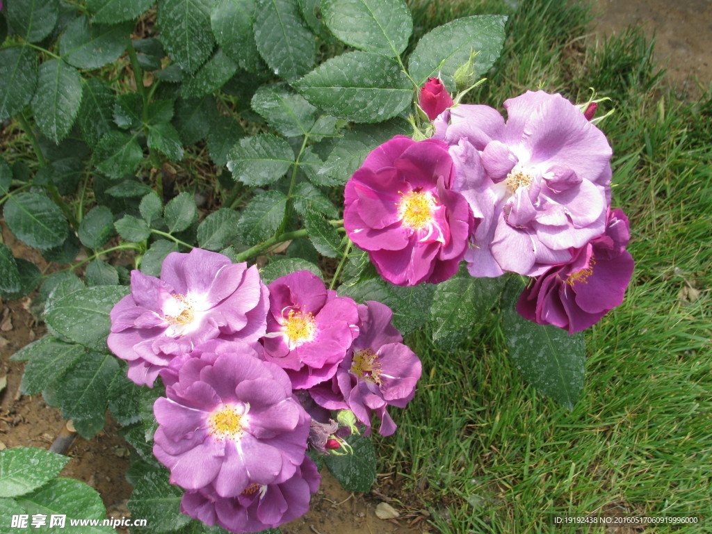 月季花