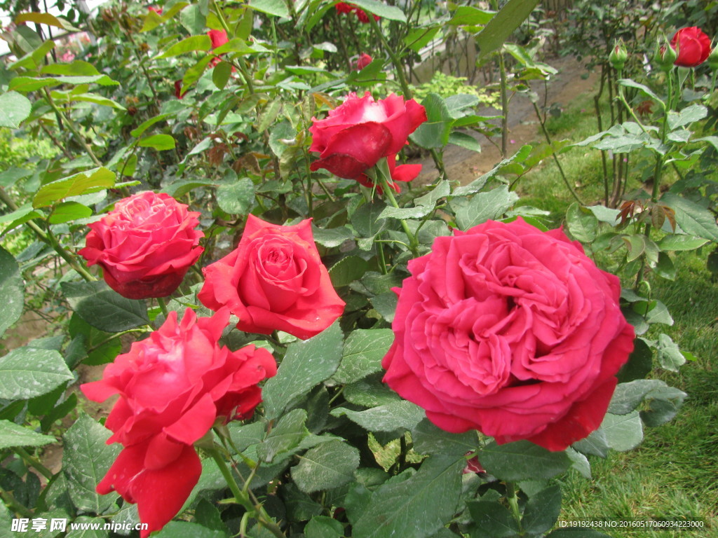 月季花