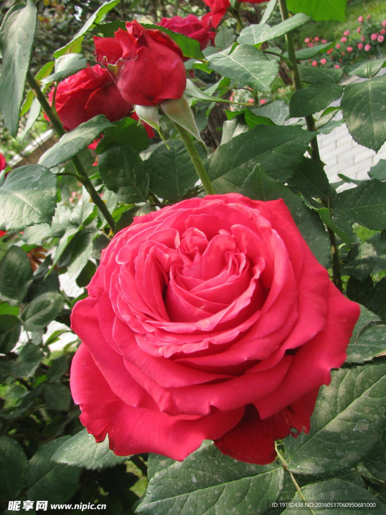 月季花