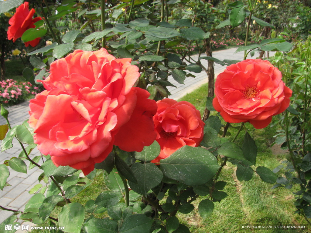 月季花