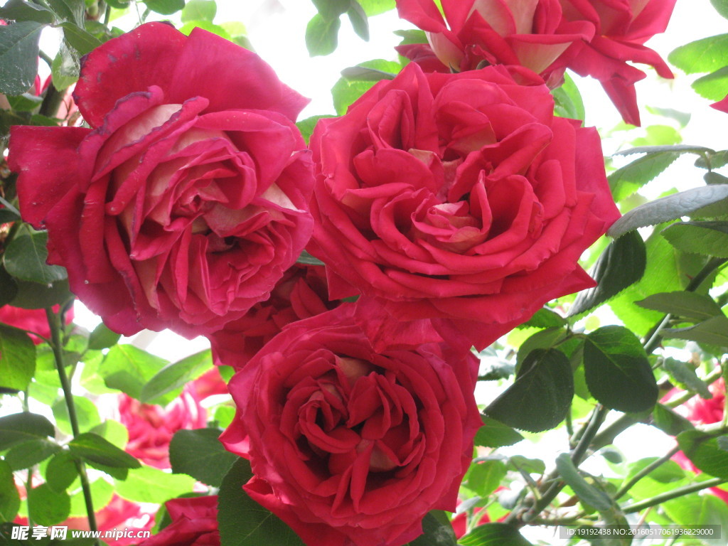 月季花